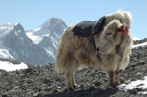 yak-annapurna-himalaya