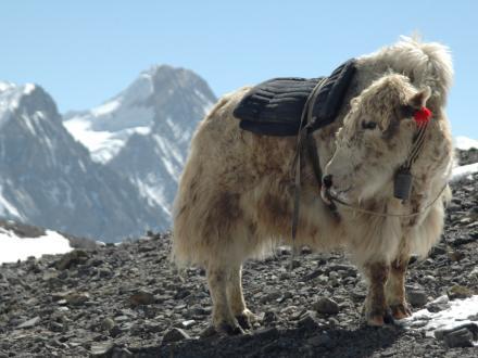 yak-annapurna-himalaya