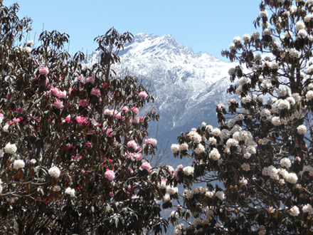 langtangtrekkingrhododendren