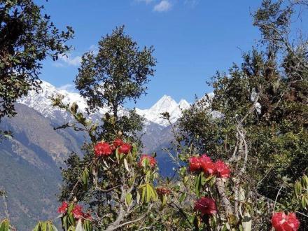 rhododendrenbluete-beim-tamang-heritage-trail