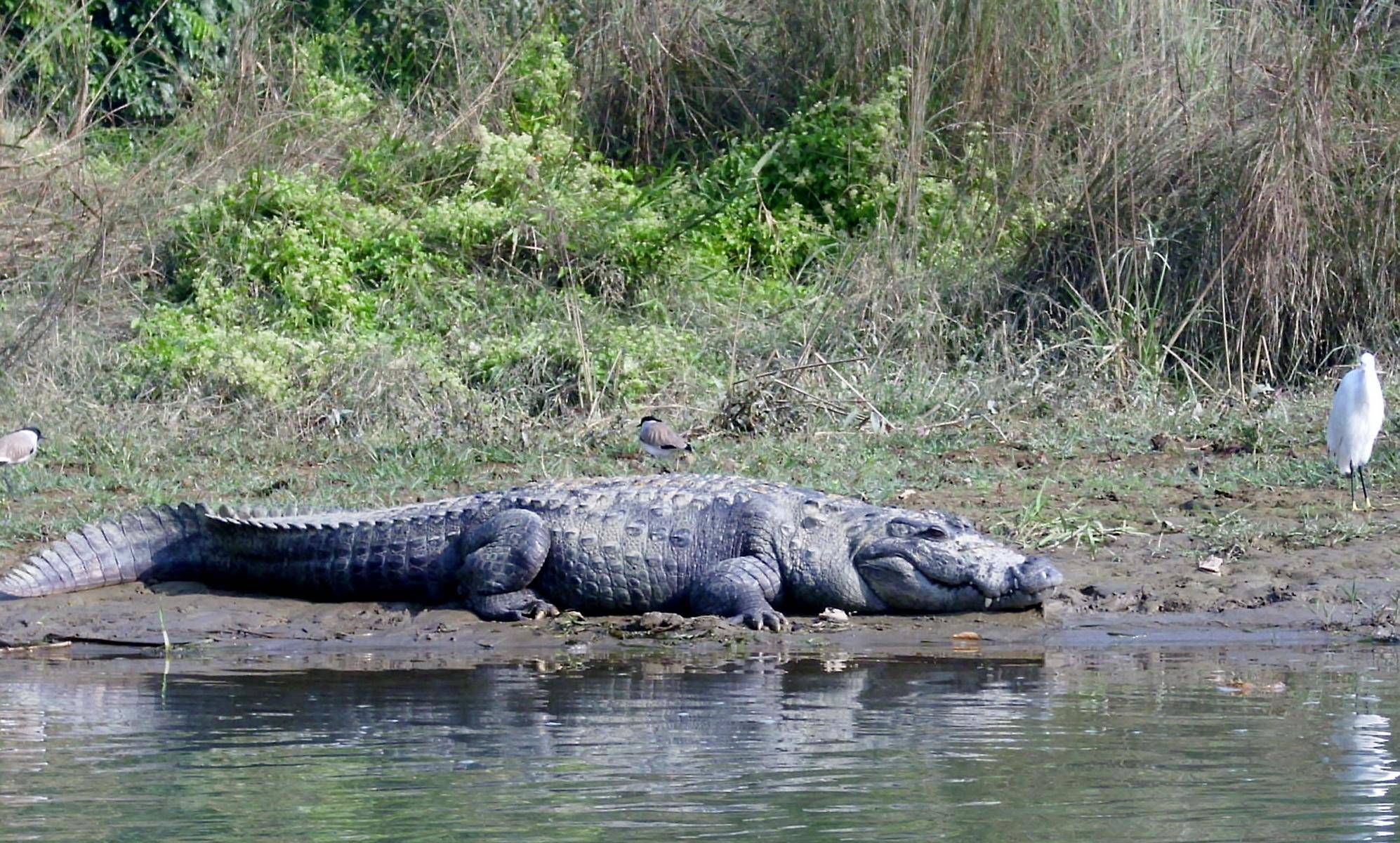 Krokodile im Chitwan