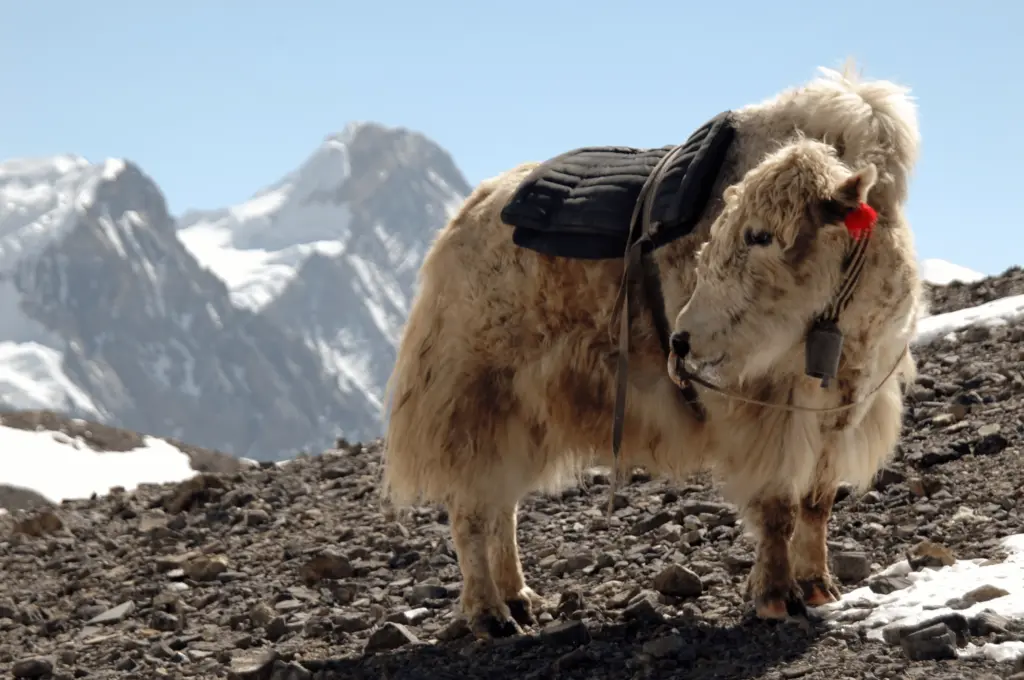 yak-himalaya-nepal-annapurnarunde