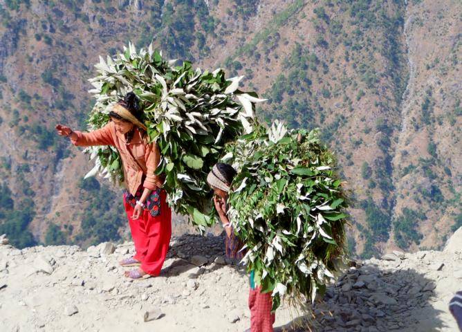 frauenarbeit-in-nepalesischen-bergen-laub-tragen