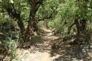 gruener-rhododendren-wald-langtang-trekking