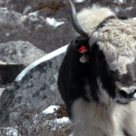 yak-am-wegesrand-annapurna-runde