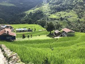 gruene-landschaft-nepal-poonhill-trekking