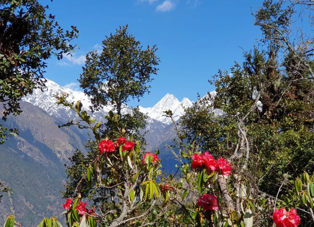 Rhododendren Bluete nepal- Langtang-gebiet-bestes-wetter