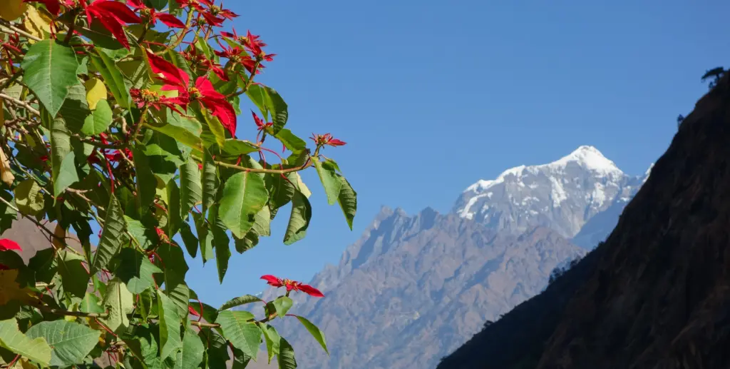 rot-bluehende-weihnachtsstern-baeume-manaslu-trekking-tour